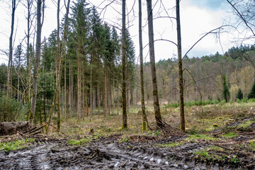 Abholzung im Mischwald im Frühjahr