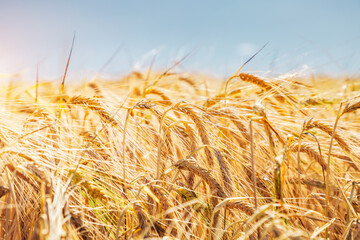 Yellow ears of ripe wheat in a field in summer under a blue sky.