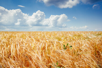 Yellow ears of ripe wheat in a field in summer under a blue sky.