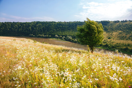 A gorgeous view of a blooming meadow by the river on a sunny day.