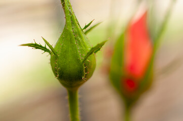 Obraz premium Unopened rose green bud