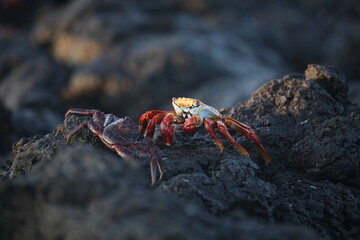 Sally Lightfoot crabs, Galapagos Islands, Ecuador