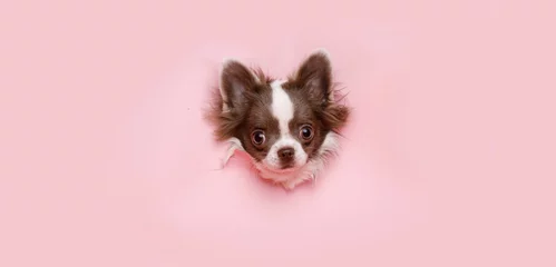 Wandcirkels plexiglas Smiling dog on trendy background. Free space for text. © KDdesignphoto