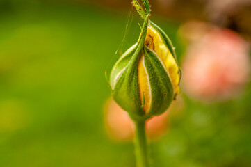 yellow rose bud