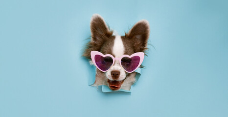 Little smiling dog on trendy pastel pink background. Free space for text.