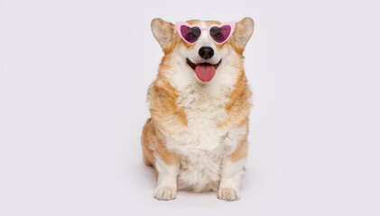 Portraite of cute corgi in funny glasses. Little smiling dog on gray background. Free space for text.