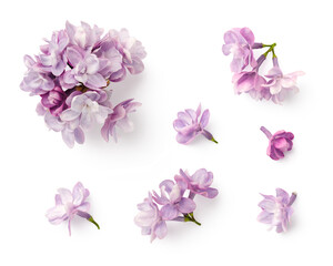 set / collection of small purple lilac flowers isolated over a transparent background, floral spring design elements with subtle shadows, top view / flat lay - obrazy, fototapety, plakaty