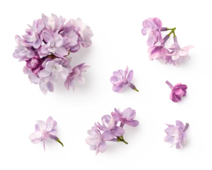 Foto op Plexiglas set / collection of small purple lilac flowers isolated over a transparent background, floral spring design elements with subtle shadows, top view / flat lay © Anja Kaiser