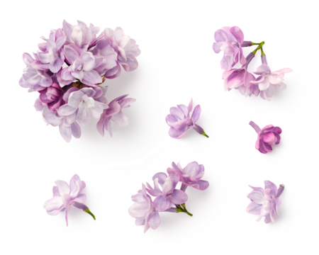 set / collection of small purple lilac flowers isolated over a transparent background, floral spring design elements with subtle shadows, top view / flat lay
