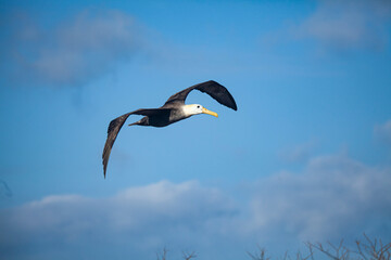 Waved albatross, Galapagos islands, Ecuador