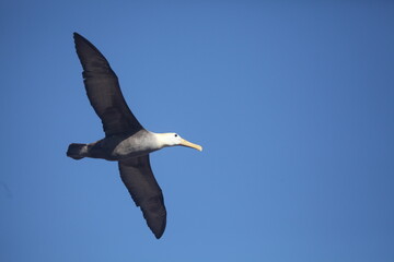Fototapeta na wymiar Waved albatross, Galapagos islands, Ecuador
