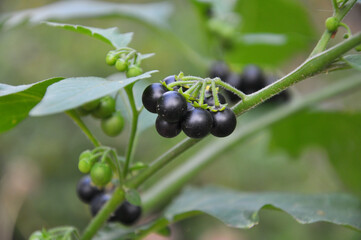 In nature grows nightshade (Solanum nigrum)