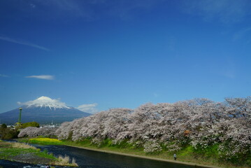 Fototapeta na wymiar Cherry blossoms are a sign of spring