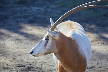 Beautiful scimitar-horned antelope on the brink of extinction.