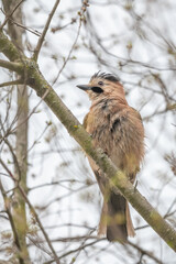 Alakarga » Eurasian Jay » Garrulus glandarius