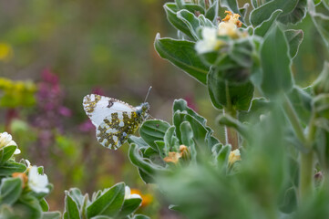 Dağ Oyklösü » Euchloe ausonia » Eastern Dappled White