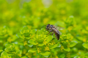 fly on leaf