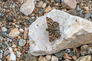 Hesperiidae / Hatmi Zıpzıpı / Mallow Skipper / Carcharodus alceae