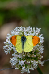 Süslü Damone » Anthocharis damone » Eastern Orange-tip