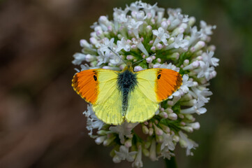 Süslü Damone » Anthocharis damone » Eastern Orange-tip