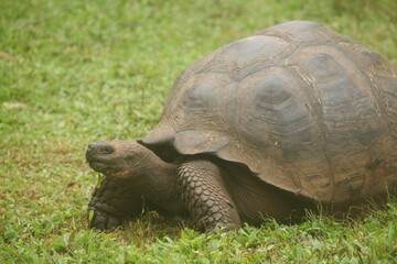Fototapeta premium Galapagos Giant Tortoise, Galapagos Islands, Ecuador