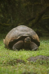 Fototapeta premium Galapagos Giant Tortoise, Galapagos Islands, Ecuador