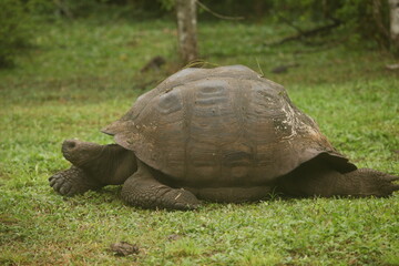 Galapagos Giant Tortoise, Galapagos Islands, Ecuador