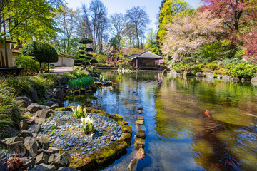 Lysichoton  white blossoms, cherry blossom,  topiary pine tree  in Japanese garden in Kaiserslautern in April, 20 - obrazy, fototapety, plakaty