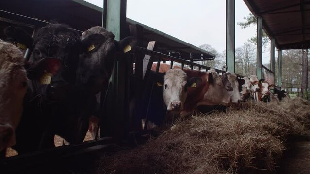 Cows eating hay on farm walking along row of cattle grazing slow motion tracking shot stabilized