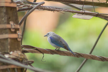 common tile in the city