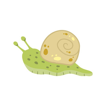 Snail with shell. Small green insect. Forest slow slimy animal. © Taras