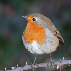 robin perching on a branch