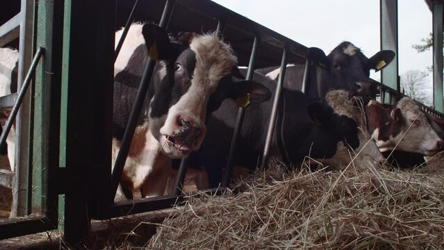 Cows eating hay on the farm slow motion steadicam stabilised