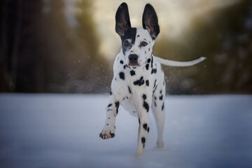 dalmatian running in winter