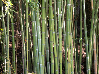 detail of bamboo forest in a botanic garden