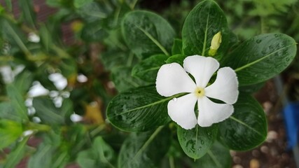 Fototapeta premium white flowers in the garden