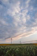 Fototapeta na wymiar Windmills in a field at sunset