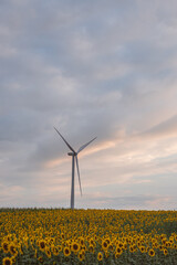 Windmills in a field of sunflowers at sunset