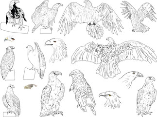 fourteen eagle sketches isolated on white