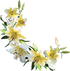 isolated curl from white and light yellow lilies