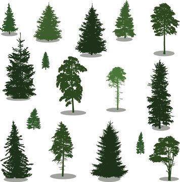 set of sixteen isolated on white evergreen trees