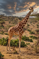 Reticulated Giraffe at Sunset in Kenya