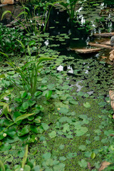 Lily pads in the pond, leaves in the water