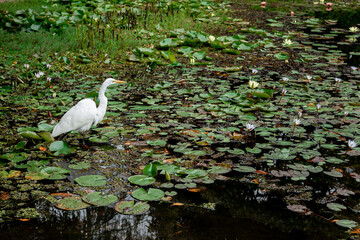 White heron or hern bird in the pond with lily pads and  green leaves floating in the water