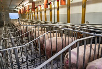 Sauengruppen in einem modernen Deckzentrum in Kastenständen beim fressen, Hygienepulver für die Tiergesundheit wurde eingestreut.