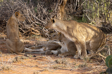 Fototapeta premium Young male lion in a pride