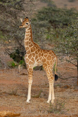 A Young Fawn of Reticulated Giraffe with Adult Female
