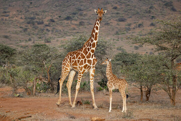 A Young Fawn of Reticulated Giraffe with Adult Female