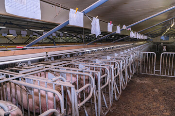Fütterung der Sauen in Selbstfang-Kastenstände.