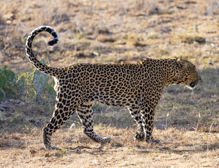 African Leopard in Kenya